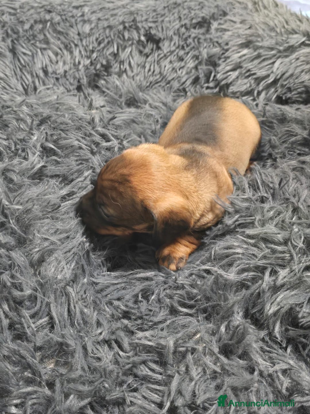 Bassotto cani in vendita: Cuccioli bassotto nano - Annuncio 6