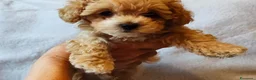 Maltipoo cani in vendita: Bellissimi Toy Maltipoo a Città metropolitana di Roma Capitale - Annuncio 1