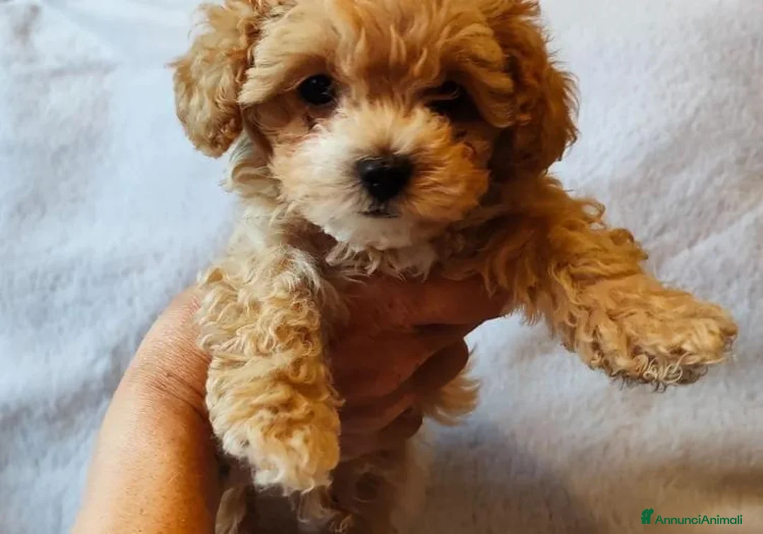 Maltipoo cani in vendita: Bellissimi Toy Maltipoo a Città metropolitana di Roma Capitale - Annuncio 1