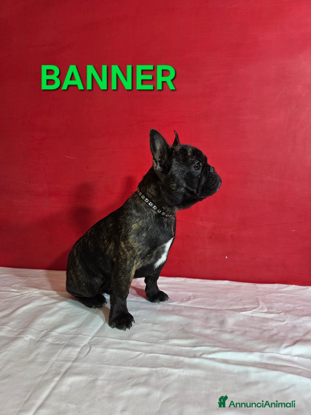 Bulldog Francese cani in vendita: Cuccioli Bulldog Francese  - Annuncio 7