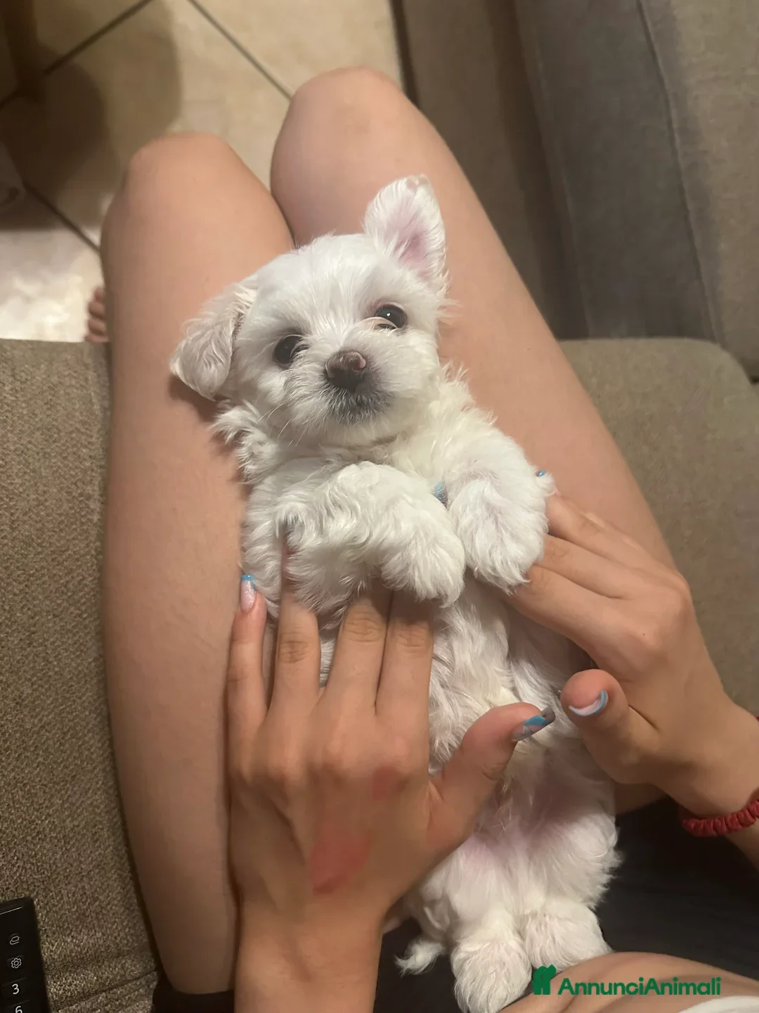 Maltese cani Cuccioli di maltese disponibili! - Annuncio 2