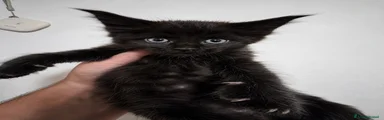 Maine Coon 3