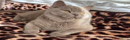 British gatti per accoppiamento: British shorthair - Annuncio 5
