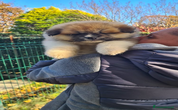 Akita Inu cani - Annuncio 2