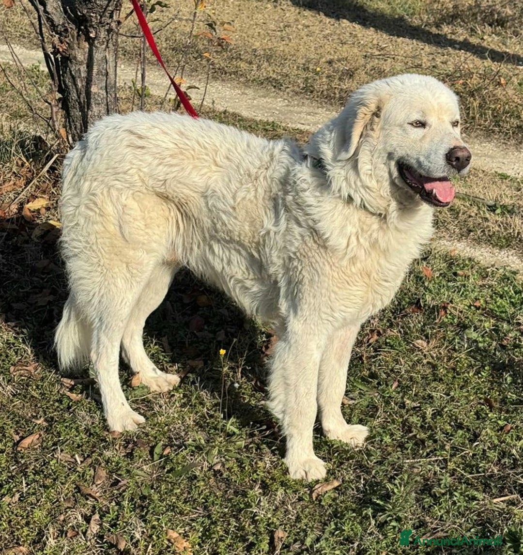 Pastore Maremmano cani in regalo: Travis 1 anno taglia grande  - Annuncio 5