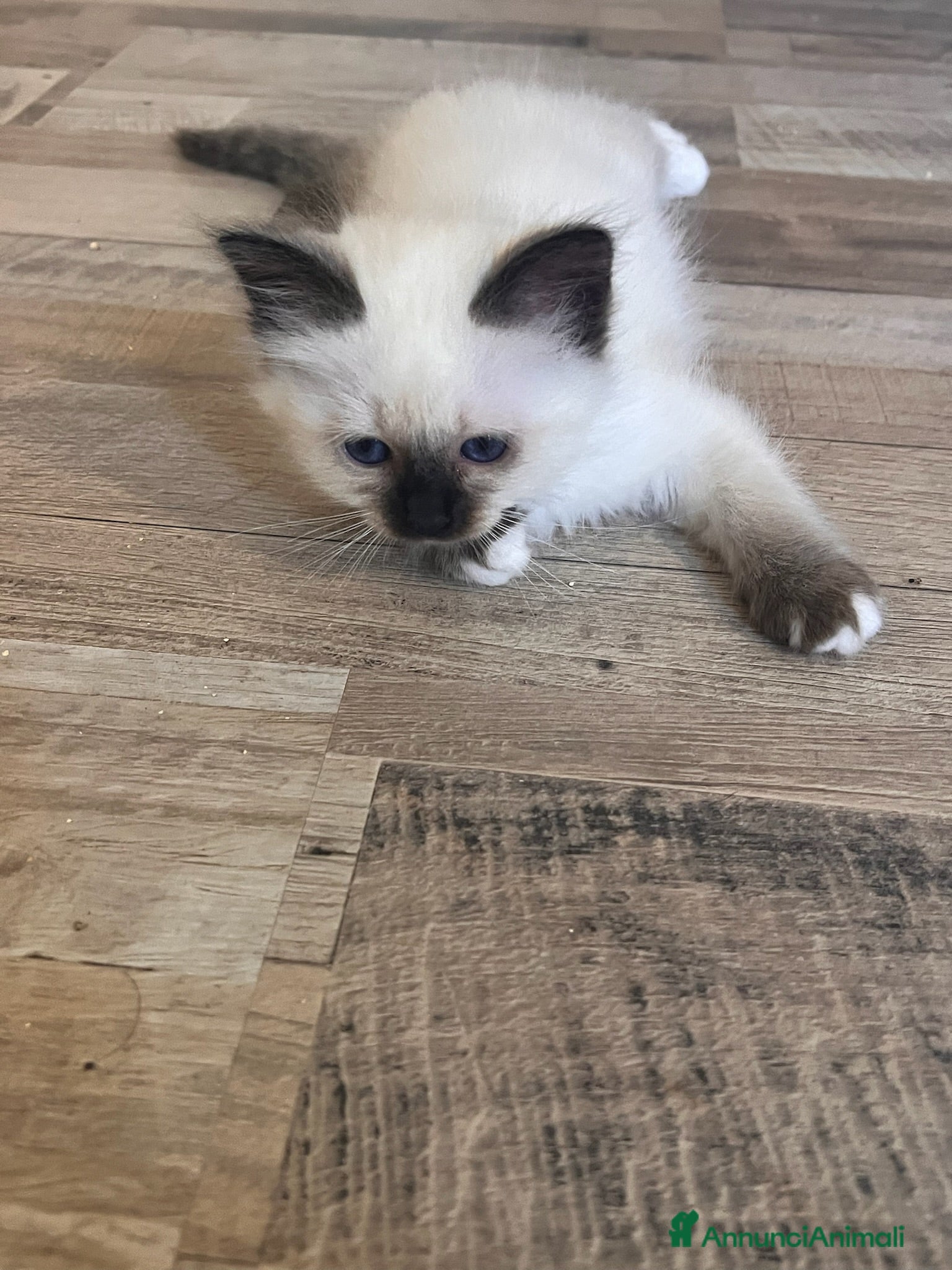 Sacro di Birmania gatti in vendita: Cuccioli sacro di Birmania  - Annuncio 6