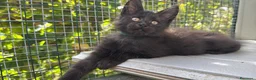 Maine Coon gatti in vendita: Cucciolo di maine coon manto nero (Daiquiri) - Annuncio 7