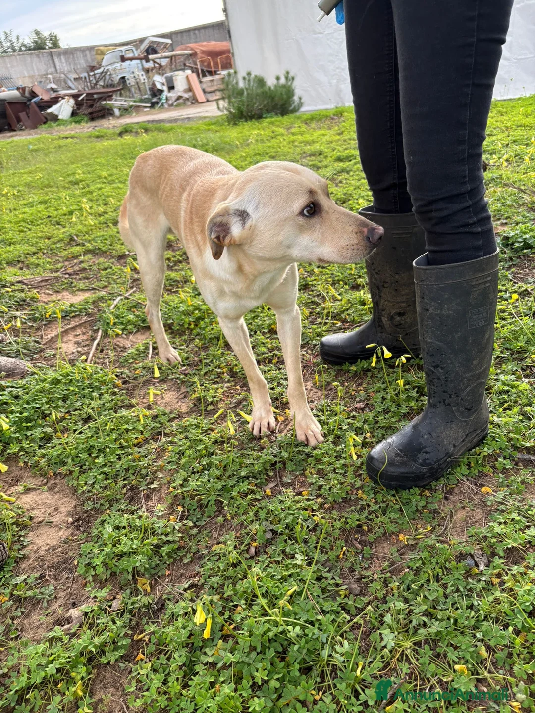 Meticcio cani in regalo: OLLY 💙 -adozione saltata, cerca casa 😢.Sceglilo! - Annuncio 5
