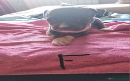 Pitbull cani in vendita: Cuccioli di pitbull a Città Metropolitana di Genova - Immagine 5