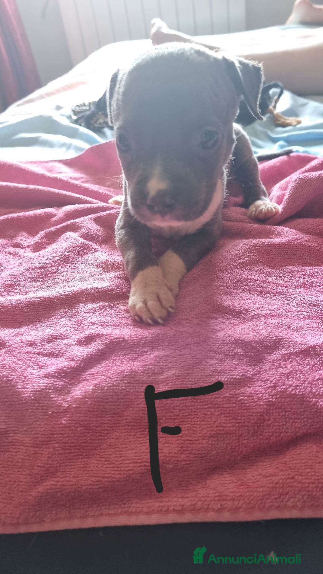 Pitbull cani in vendita: Cuccioli di pitbull a Città Metropolitana di Genova - Immagine 5