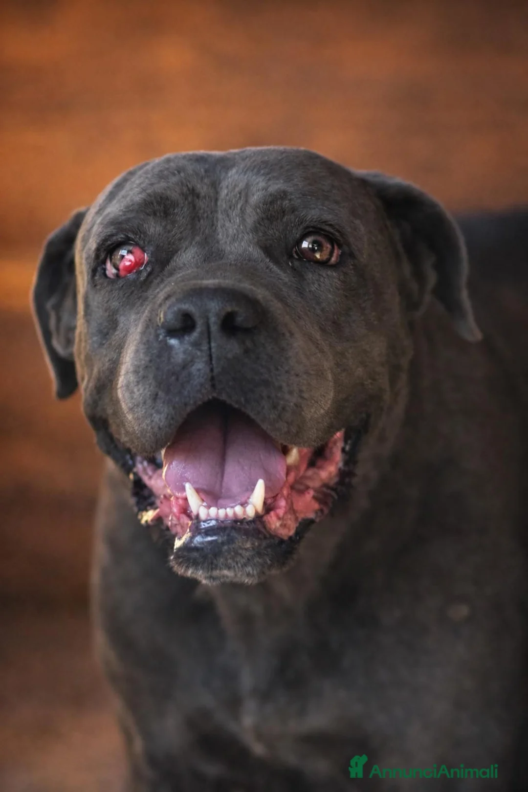 Cane Corso cani in regalo: Kalesy - Annuncio 1