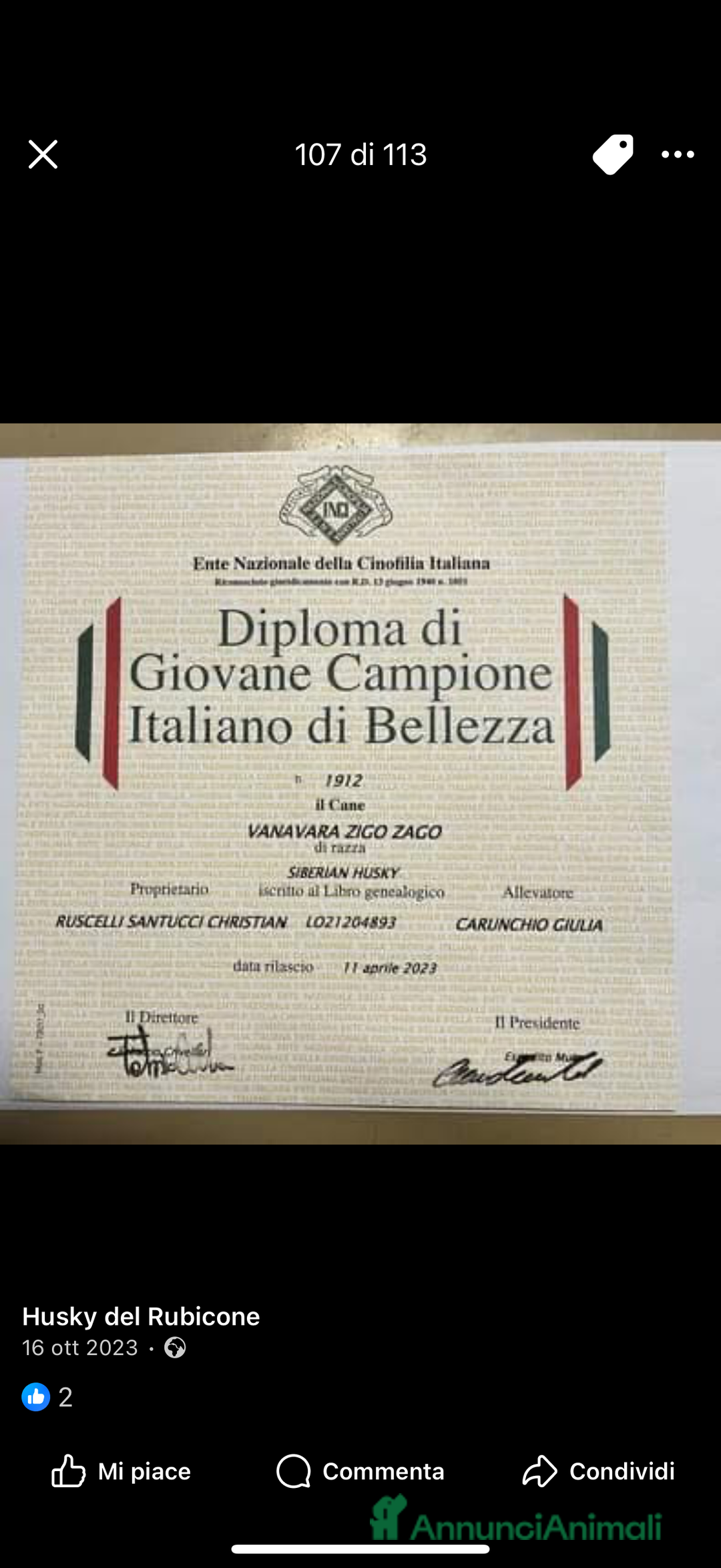 Husky cani per accoppiamento: Husky Siberiano con pedigree cerca fidanzata - Annuncio 13