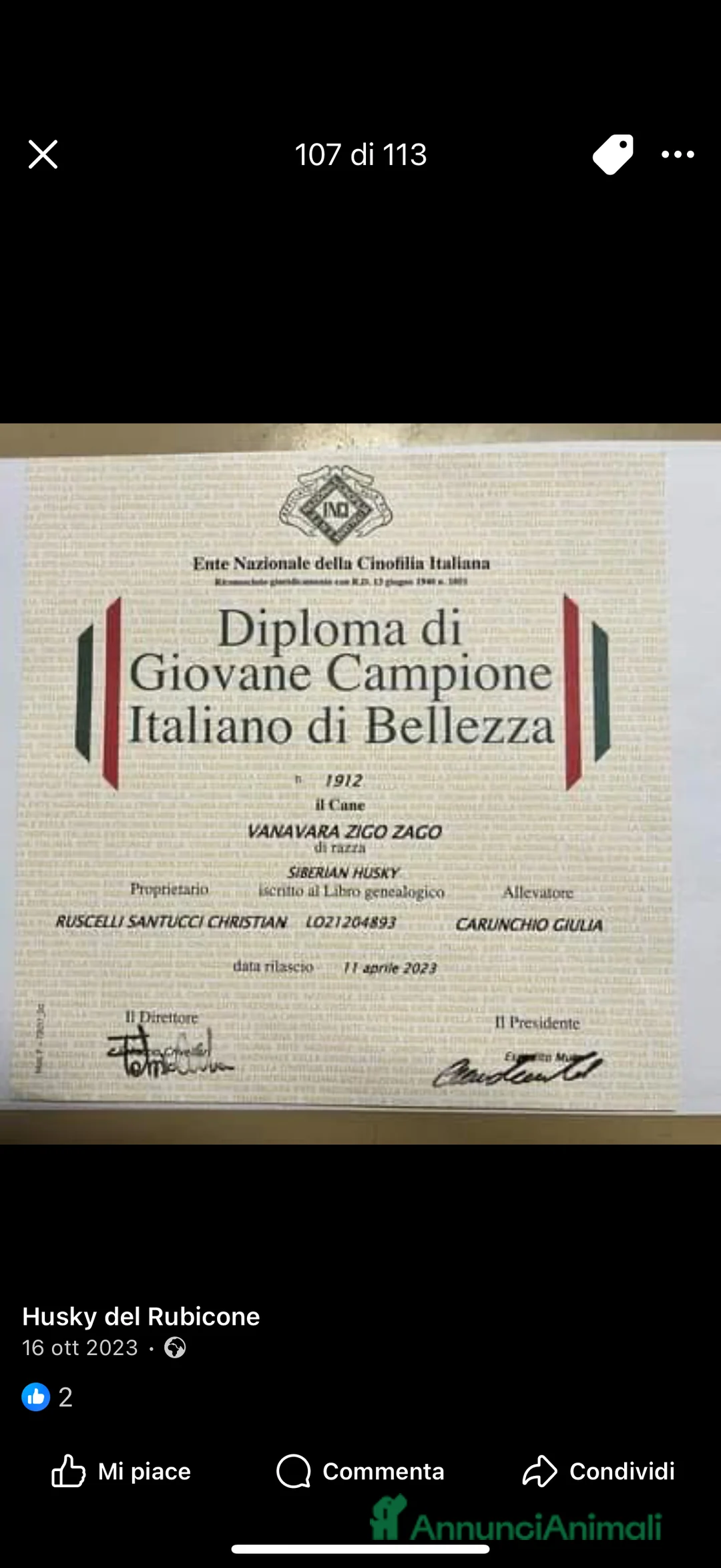 Husky cani per accoppiamento: Husky Siberiano con pedigree cerca fidanzata - Annuncio 13