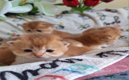 Scottish gatti in vendita: Cuccioli scottish fold e straight golden campania - Immagine 5