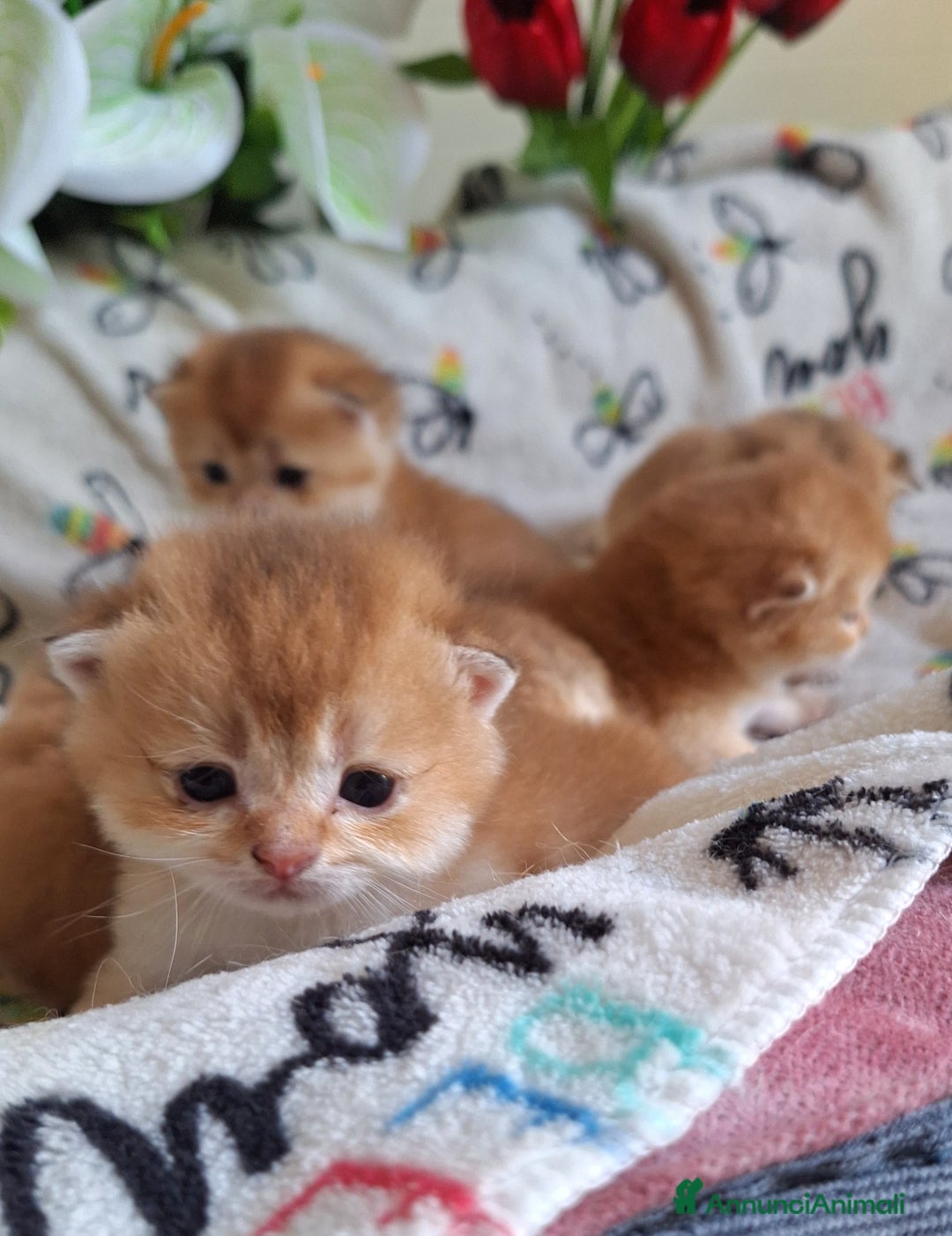 Scottish gatti in vendita: Cuccioli scottish fold e straight golden campania - Immagine 5