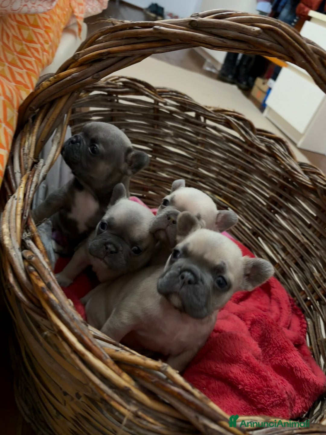 Bulldog Francese cani in vendita: Vendo bulldog francesi esotici - Annuncio 7