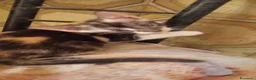 Europeo gatti in regalo: Gattini nati in casa - Annuncio 3