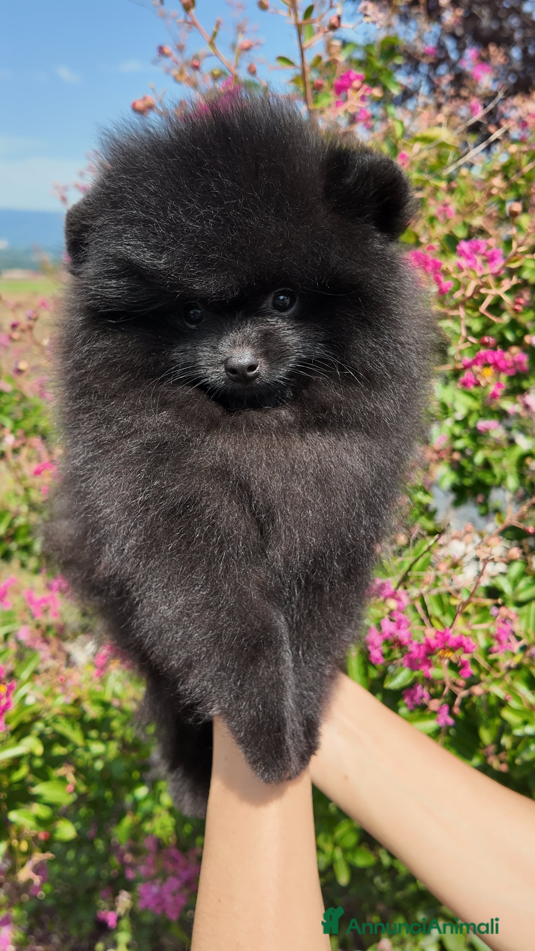 Volpino Pomerania cani Maschietto Nero Pomerania - Annuncio 23