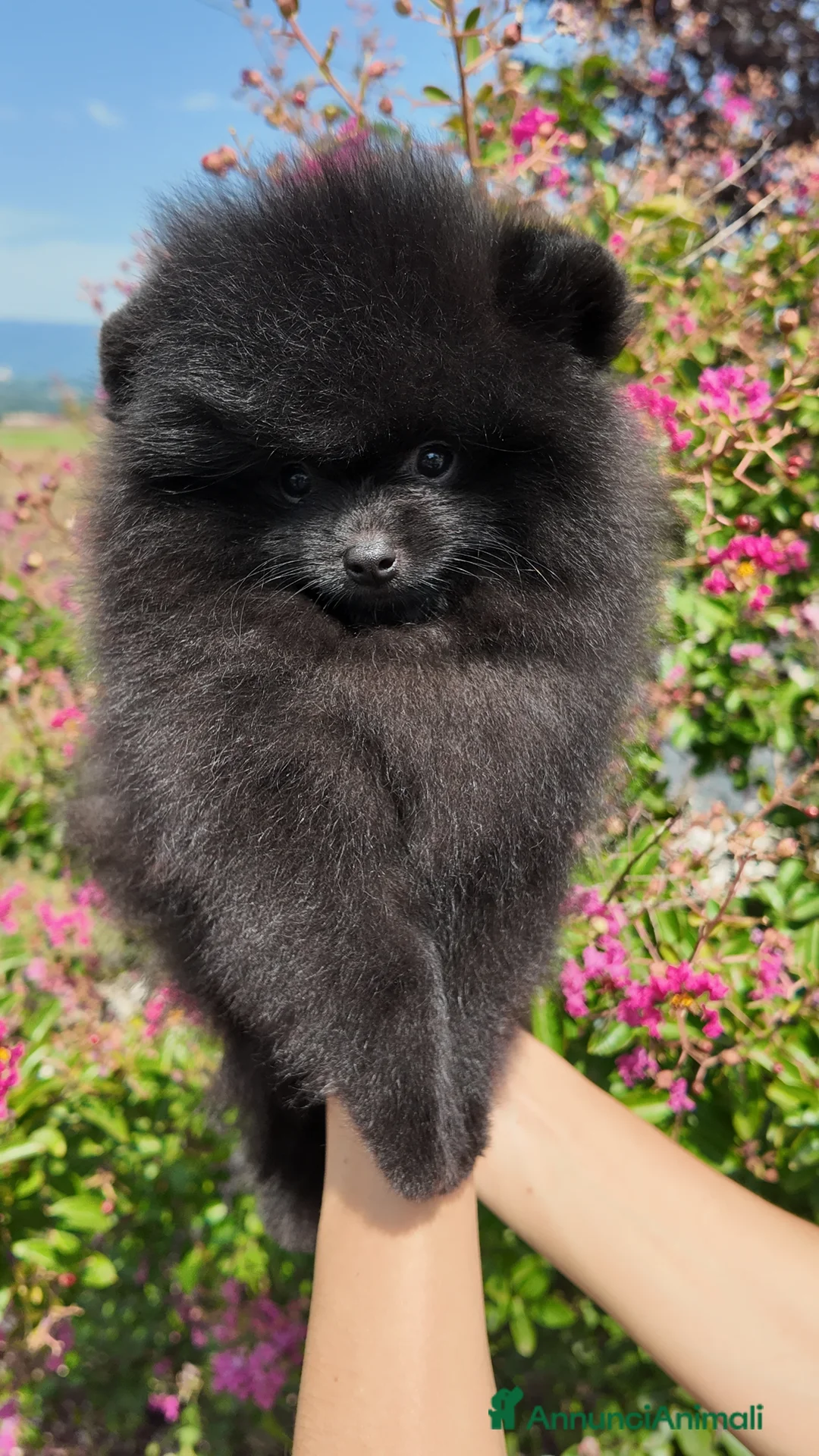 Volpino Pomerania cani in vendita: Maschietto Nero Pomerania - Annuncio 1