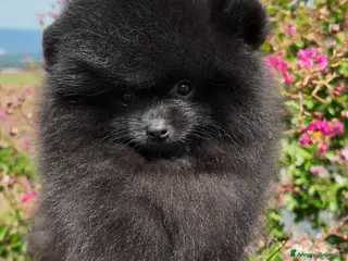 Volpino Pomerania cani Maschietto Nero Pomerania - Annuncio 23