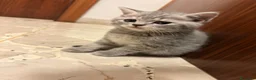 Scottish gatti in vendita: Cuccioli Scottish - Annuncio 5