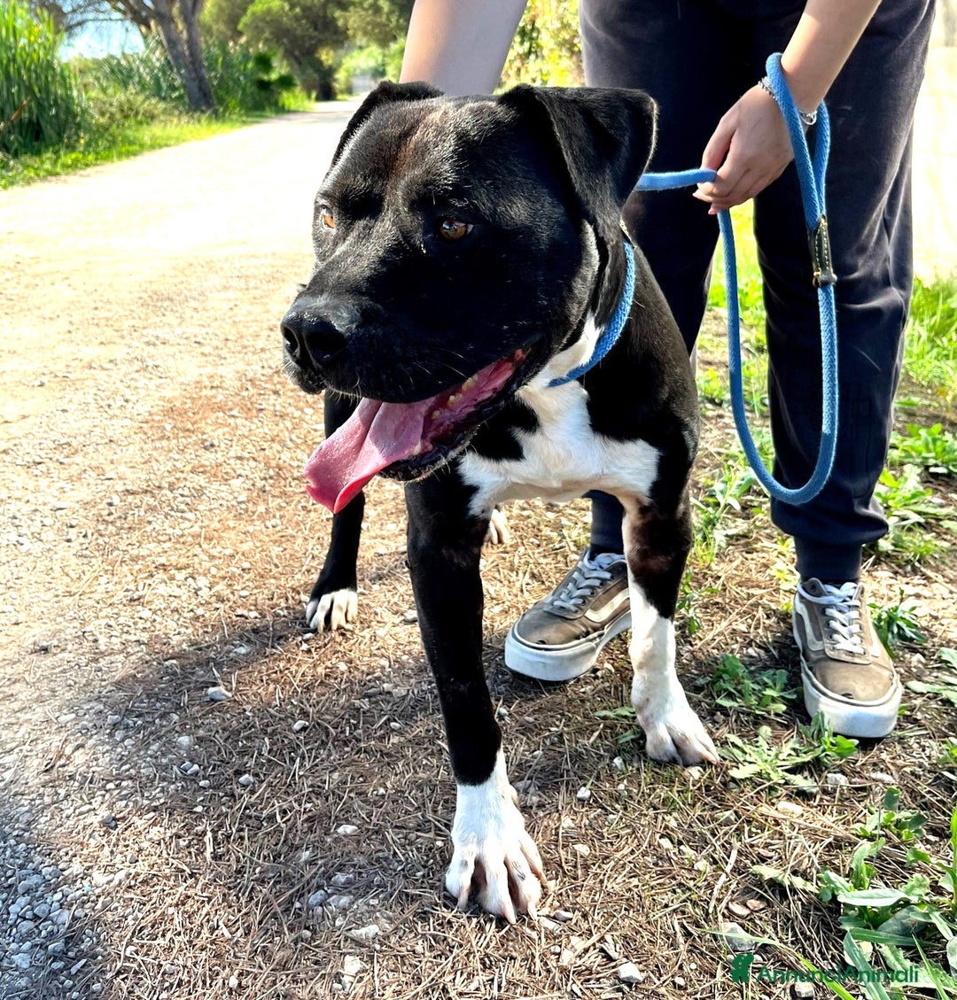 Pitbull cani in regalo: Tyson, meraviglioso Pitt - Annuncio 8