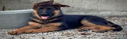 Pastore Tedesco cani in vendita: Pastore tedesco altissima genealogia, bella. a Provincia di Foggia - Annuncio 2