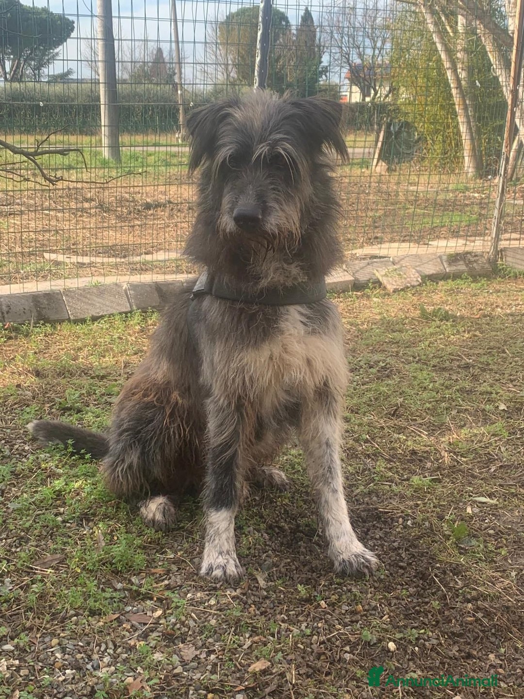 Meticcio cani in regalo: Benji un gigante affettuosissimo a Città Metropolitana di Milano - Annuncio 6