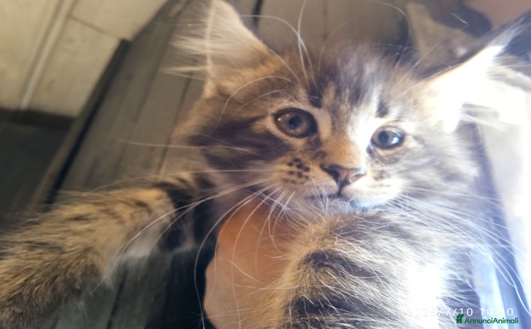Maine Coon gatti a Provincia autonoma di Trento - Annuncio 9