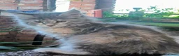Maine Coon gatti in vendita: Meravigliose cucciole di Maine Coon linea russa  - Annuncio 8