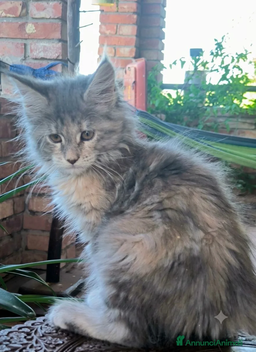 Maine Coon gatti in vendita: Meravigliose cucciole di Maine Coon linea russa  - Annuncio 8