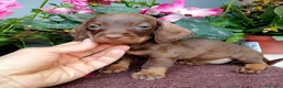 Bassotto cani in vendita: Bassotta pelo duro kaninchen cioccolato - Annuncio 5