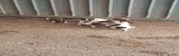 Jack Russell cani in vendita: Jack Russel a Libero consorzio comunale di Siracusa - Annuncio 6