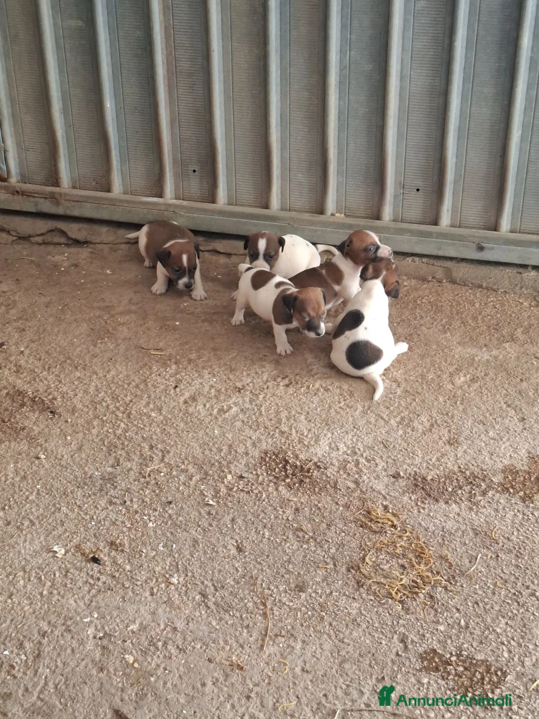 Jack Russell cani in vendita: Jack Russel a Libero consorzio comunale di Siracusa - Annuncio 6