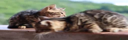 Bengala gatti in vendita: Cuccioli Bengala a Provincia di Cosenza - Annuncio 20