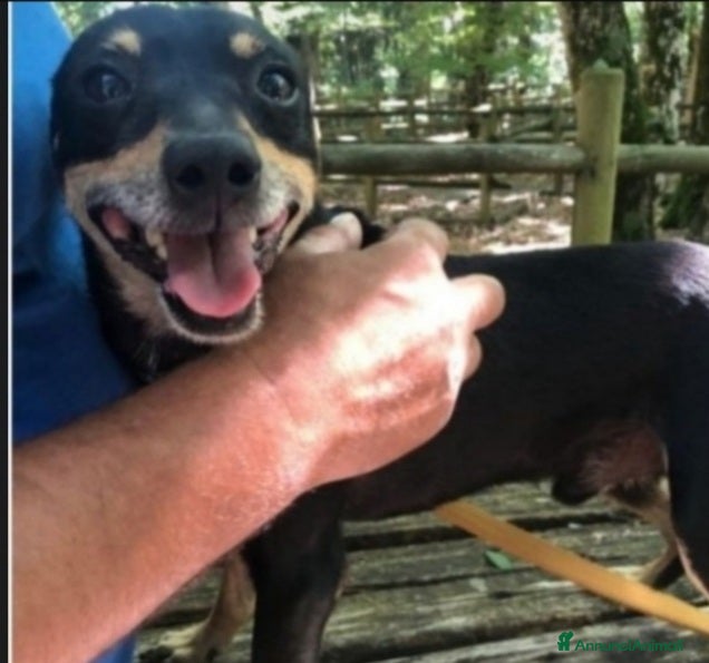 Pinscher Tedesco cani Pinscherino 7anni nessuno chiama x lui! PUGLIA  a Città metropolitana di Milano - Annuncio 2