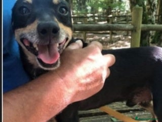 Pinscher Tedesco cani Pinscherino 7anni nessuno chiama x lui! PUGLIA a Città metropolitana di Milano - Annuncio 2