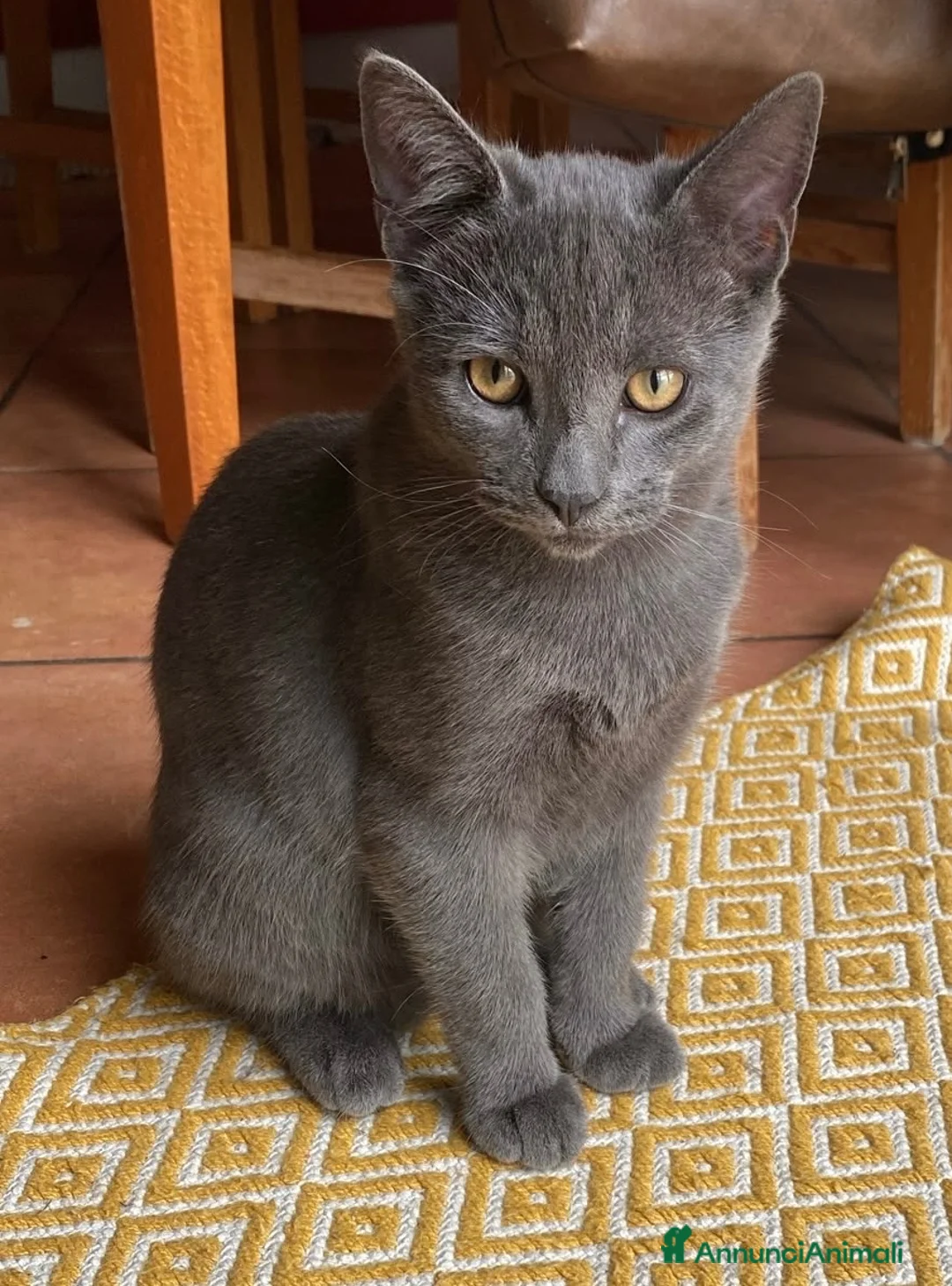 Europeo gatti in regalo: Gattino maschio 5 mesi  - Annuncio 1