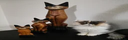 Persiano gatti in vendita: Cucciola persiana - Annuncio 3