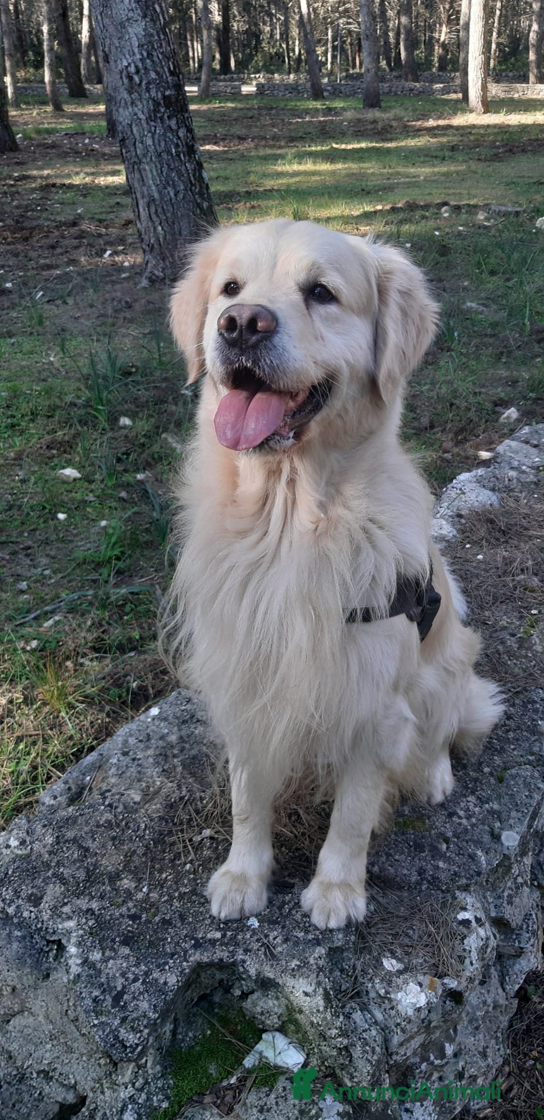 Golden Retriever cani in vendita: Cucciole di Golden Retriever - Annuncio 11