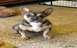 Bulldog Francese cani in vendita: Disponibili 5 cuccioli di bulldog francese❤️ a Provincia di Biella - Immagine 6