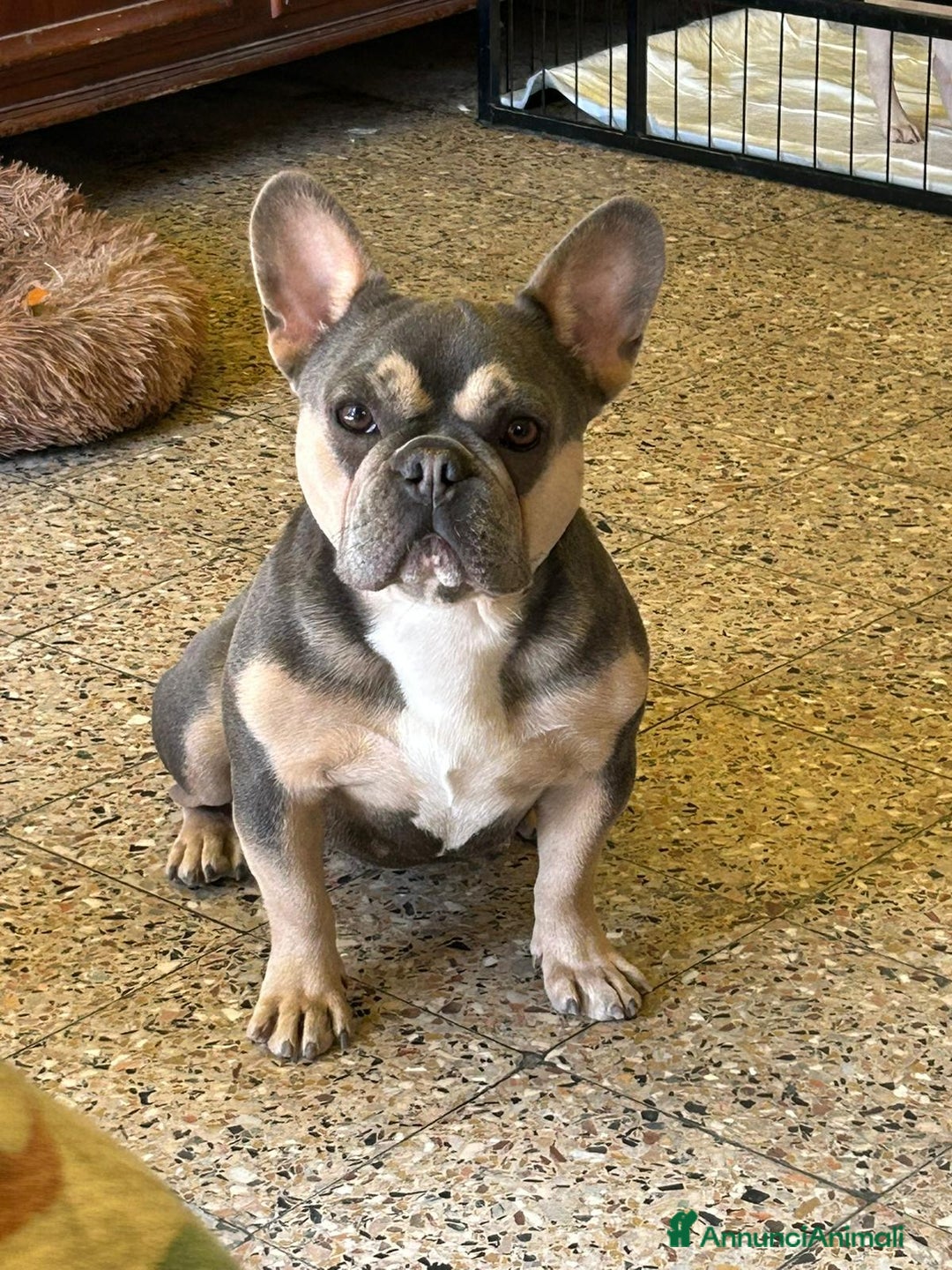 Bulldog Francese cani in vendita: Disponibili 5 cuccioli di bulldog francese❤️ a Provincia di Biella - Immagine 6
