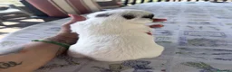Jack Russell cani in vendita: Jack Russell a pelo ruvido - Annuncio 7