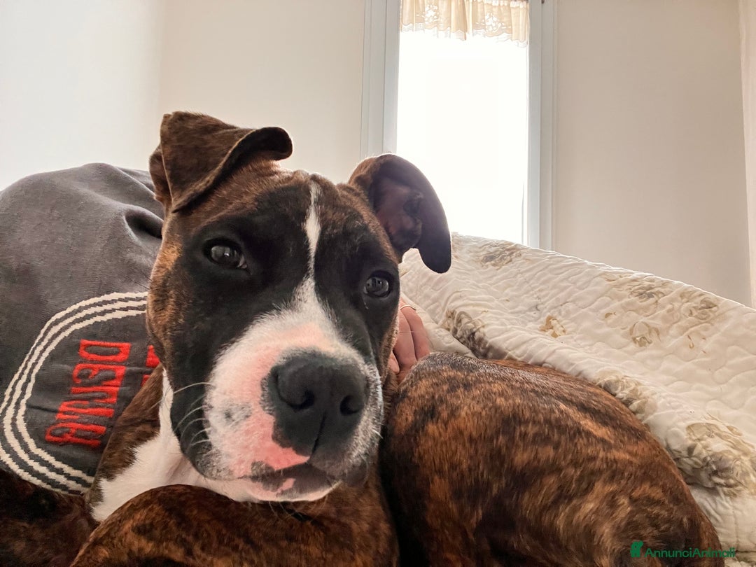 American Staffordshire cani in regalo: Regalo cucciolo - Annuncio 7