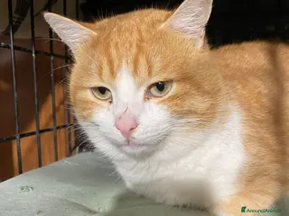 Meticcio gatti ZEN E ICE MICIONI_ ADOZIONE DEL CUORE - Annuncio 30