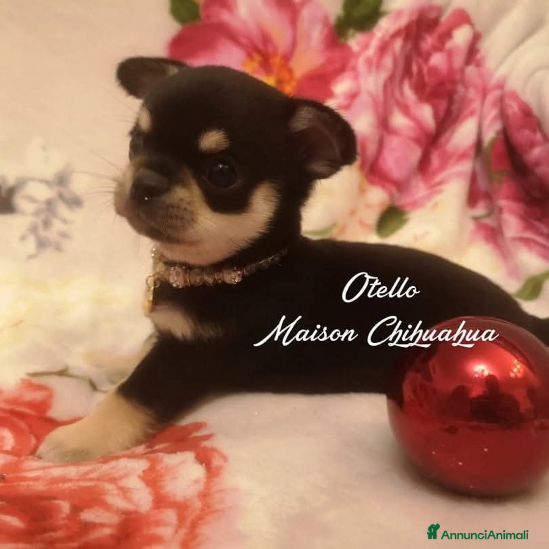 Chihuahua cani in vendita: Chihuahua cuccioli  a Roma - Immagine 3