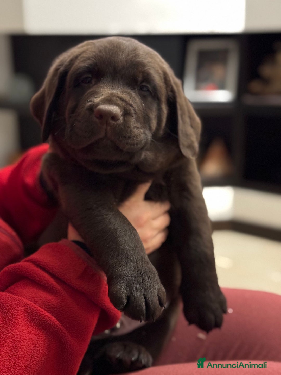 Labrador cani in vendita: Meraviglioso cucciolo di labrador chocolate puro a Città metropolitana di Palermo - Immagine 2