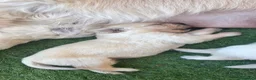 Golden Retriever cani in vendita: Cucciolata di Golden Retriever inglesi - Annuncio 4