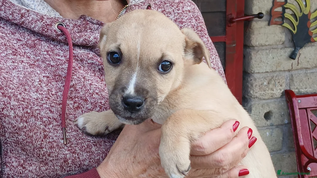 Meticcio cani in regalo: IL DOLCE RIO STA CERCANDO UNA CASA E TANTO AMORE - Annuncio 4