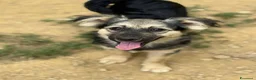Meticcio cani in regalo: BOUNTY, cucciolo TG PICCOLA tanto coccolone! - Annuncio 5